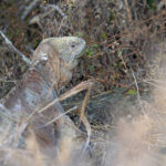 Santa Fe Land Iguana (image by Mike Watson)