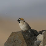 Saxual Sparrow (image by Trevor Ellery)