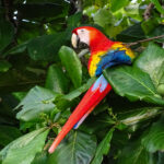 Scarlet Macaw (Image by Fito Downs)