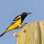 Scott's Oriole (image by Pete Morris)