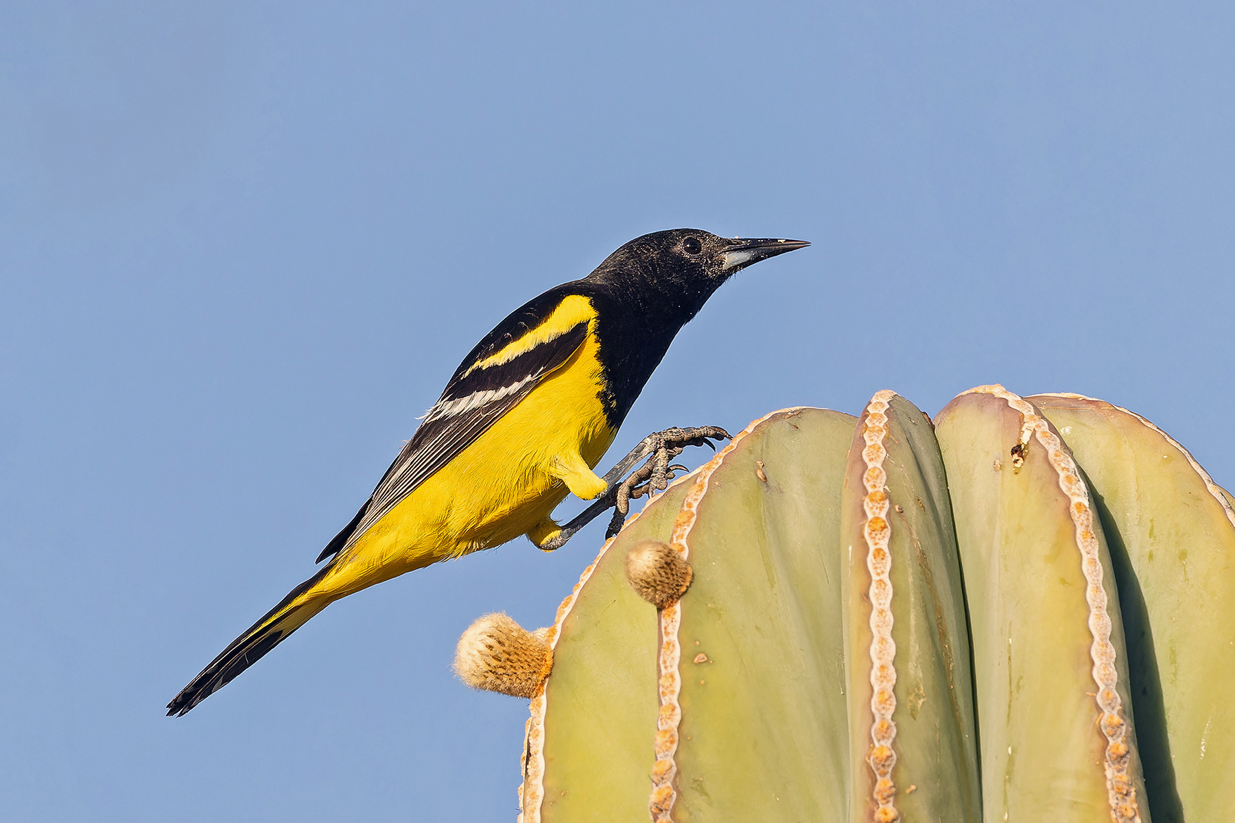 Scott's Oriole (image by Pete Morris)