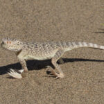 Secret Toad-headed Agama (image by Mark Van Beirs)