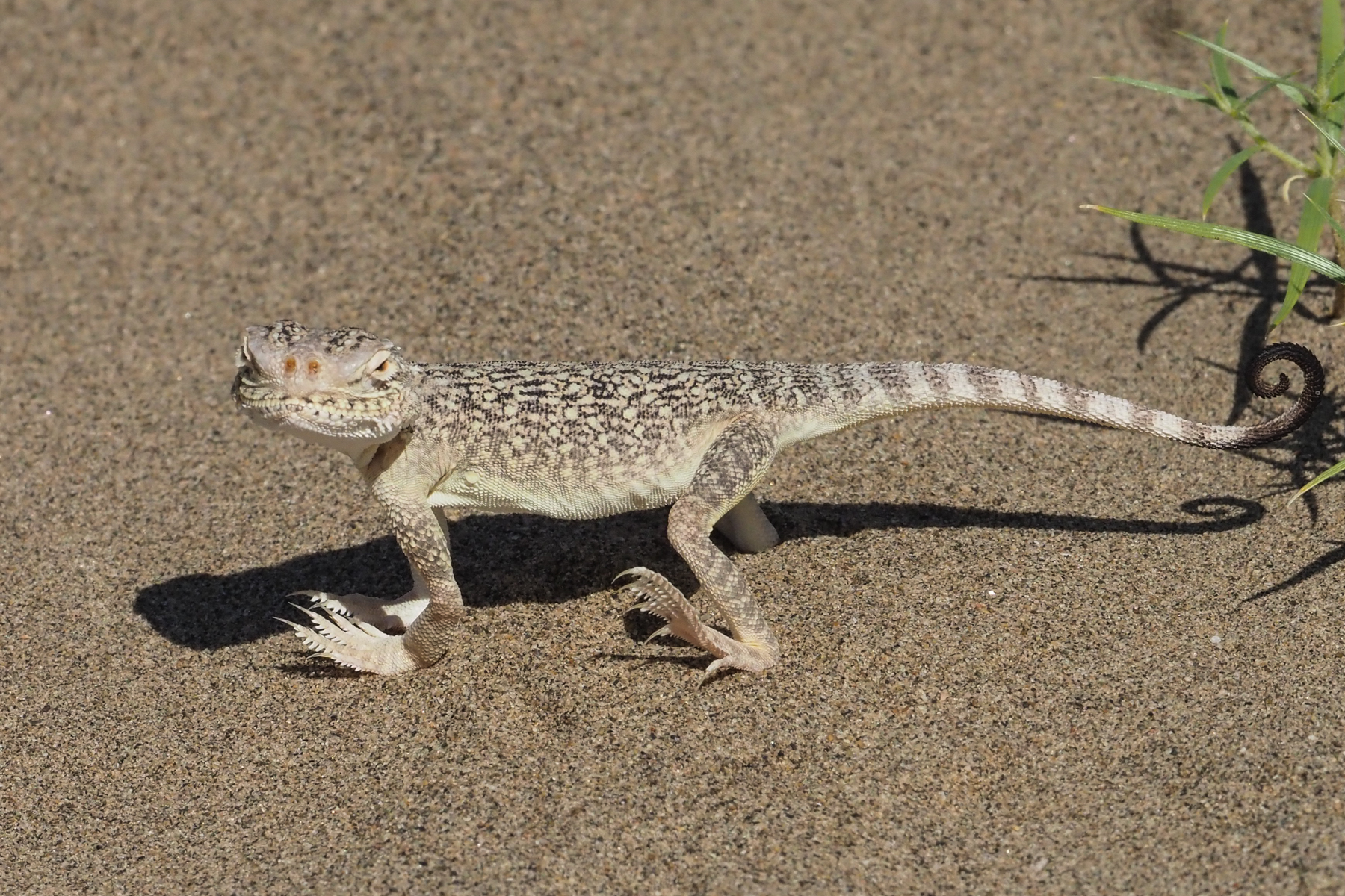 Secret Toad-headed Agama (image by Mark Van Beirs)