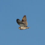 Short-eared Owl (image by Mark Van Beirs)
