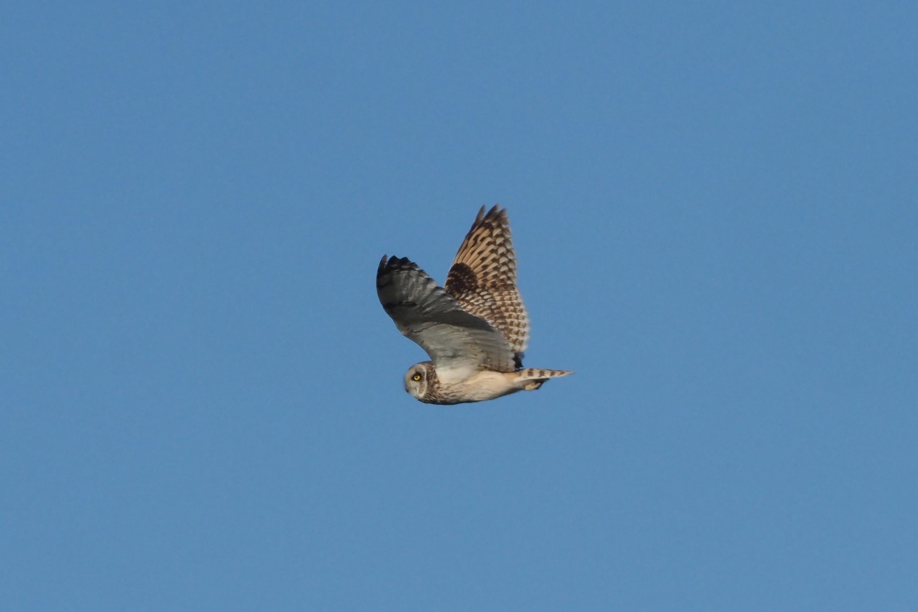 Short-eared Owl (image by Mark Van Beirs)