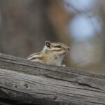 Siberian Chipmunk (image by Trevor Ellery)