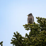 Sichuan Jay (image by Simon Mitchell)