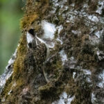 Sichuan Treecreeper (image by Simon Mitchell)