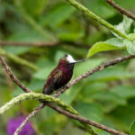 Snowcap (Image by Fito Downs)