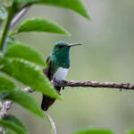 Snowy-bellied Hummingbird (Image by Fito Downs)