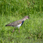 Southern Lapwing (image by Fito Downs)