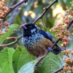 Spangle-cheeked Tanager (image by Fito Downs)
