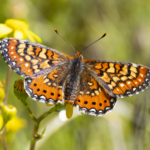 Spanish Fritillary (image by Sjoerd Radstaak)