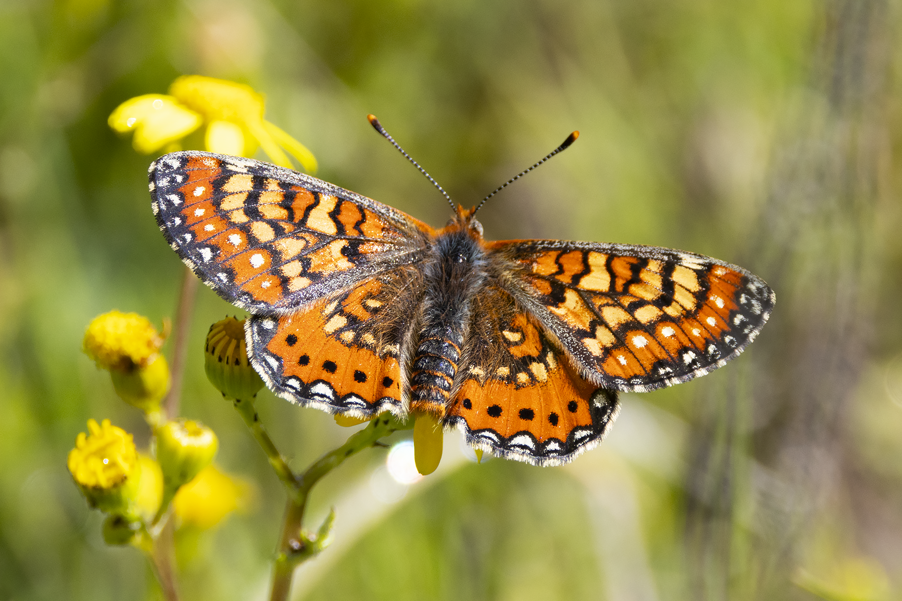 Spanish Fritillary (image by Sjoerd Radstaak)