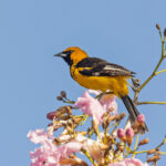 Spot-breasted Oriole (image by Pete Morris)