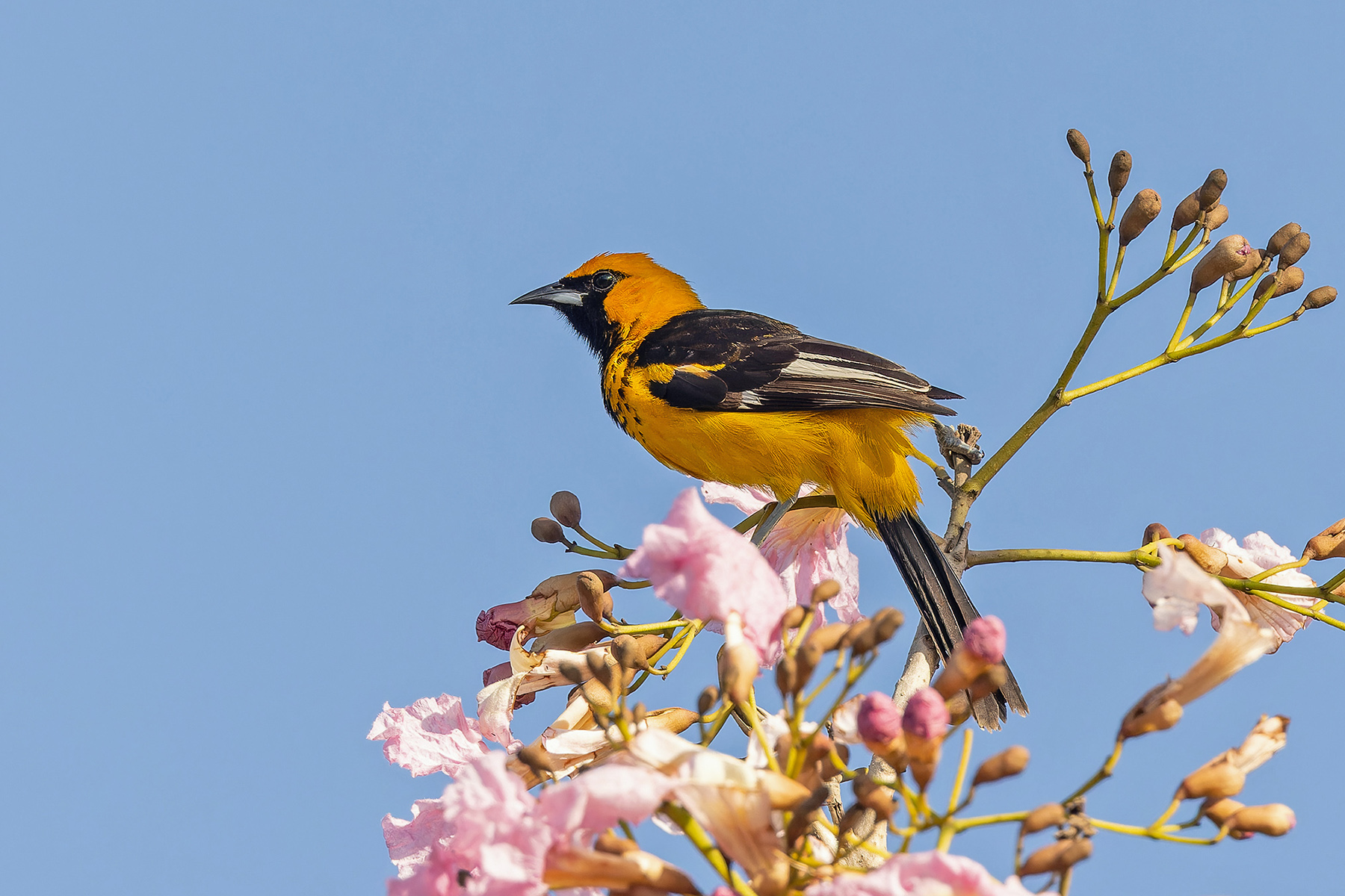 Spot-breasted Oriole (image by Pete Morris)