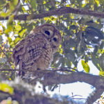 Spotted Owl (Mexican) (image by Pete Morris)