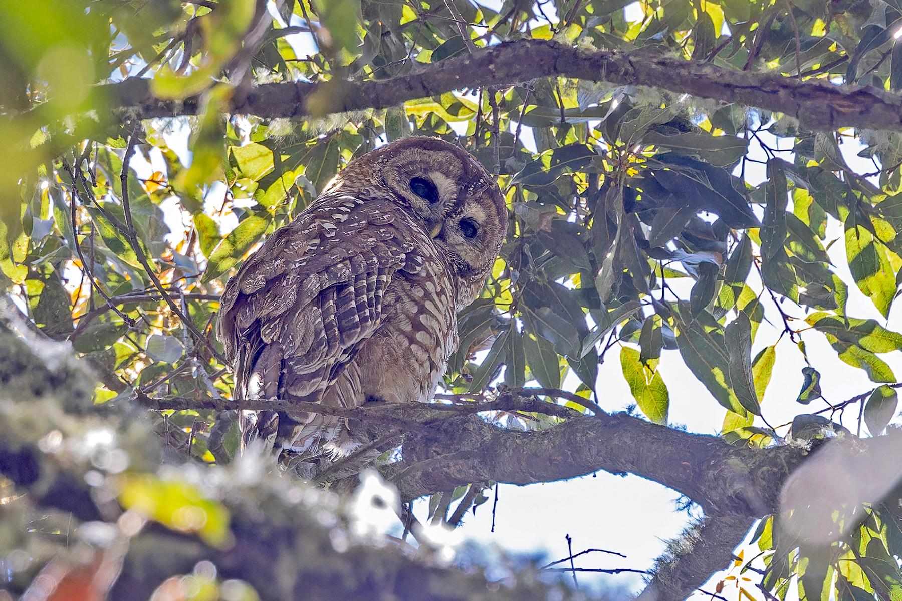 Spotted Owl (Mexican) (image by Pete Morris)