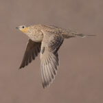 Spotted Sandgrouse (image by Martin Hale)