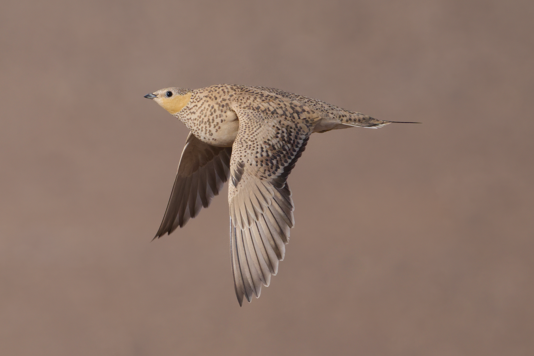 Spotted Sandgrouse (image by Martin Hale)