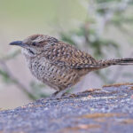 Spotted Wren (image by Pete Morris)