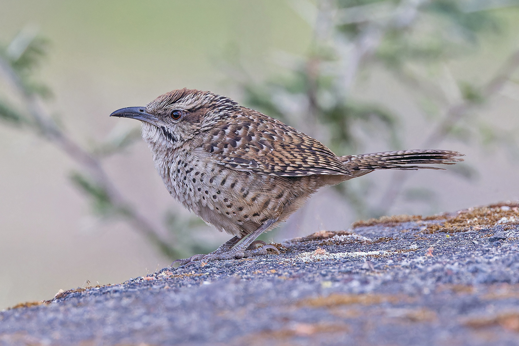 Spotted Wren (image by Pete Morris)