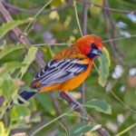 Streak-backed Oriole (image by Pete Morris)