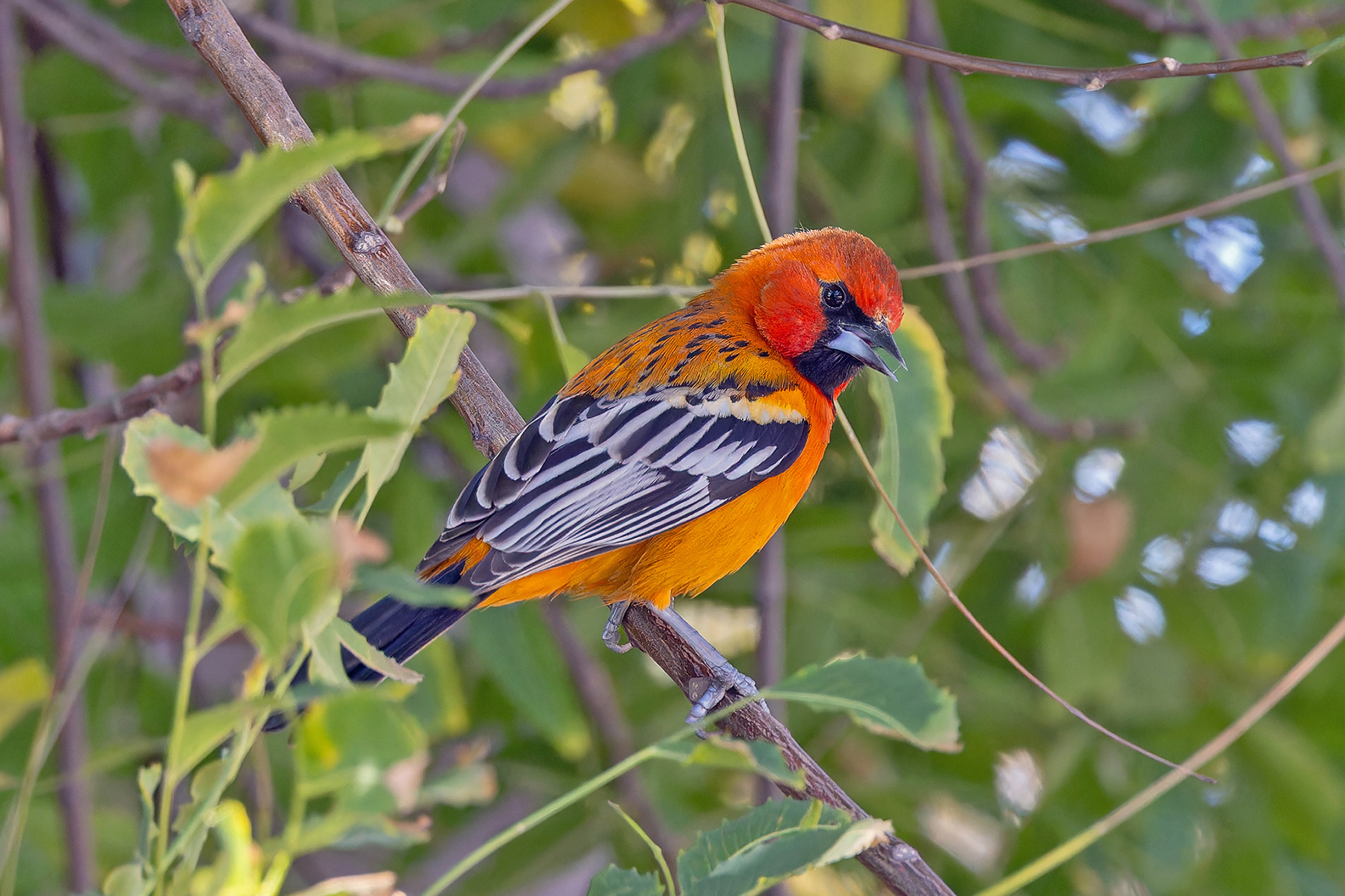 Streak-backed Oriole (image by Pete Morris)