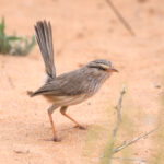 Streaked Scrub Robin (image by Martin Hale)