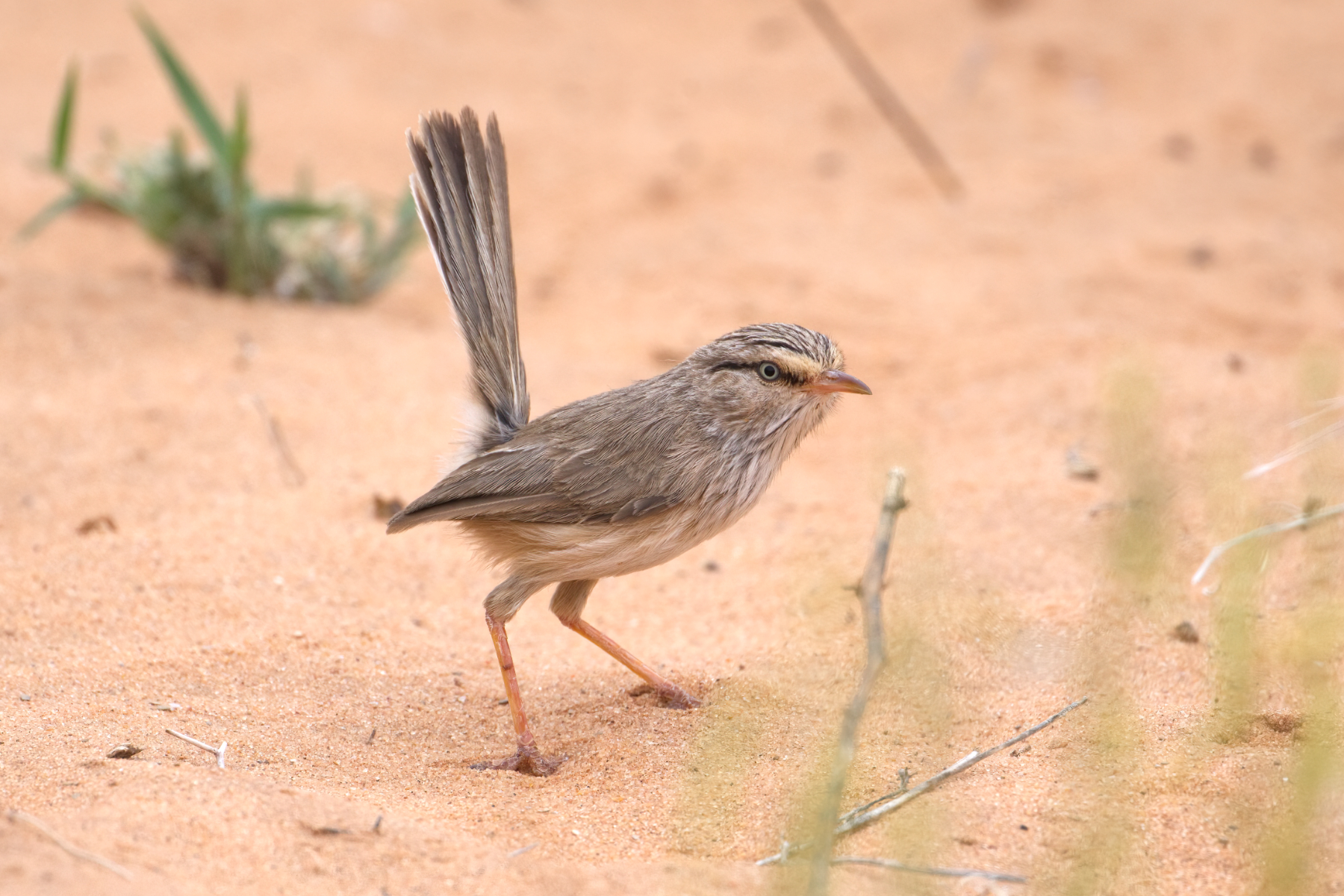 Streaked Scrub Robin (image by Martin Hale)