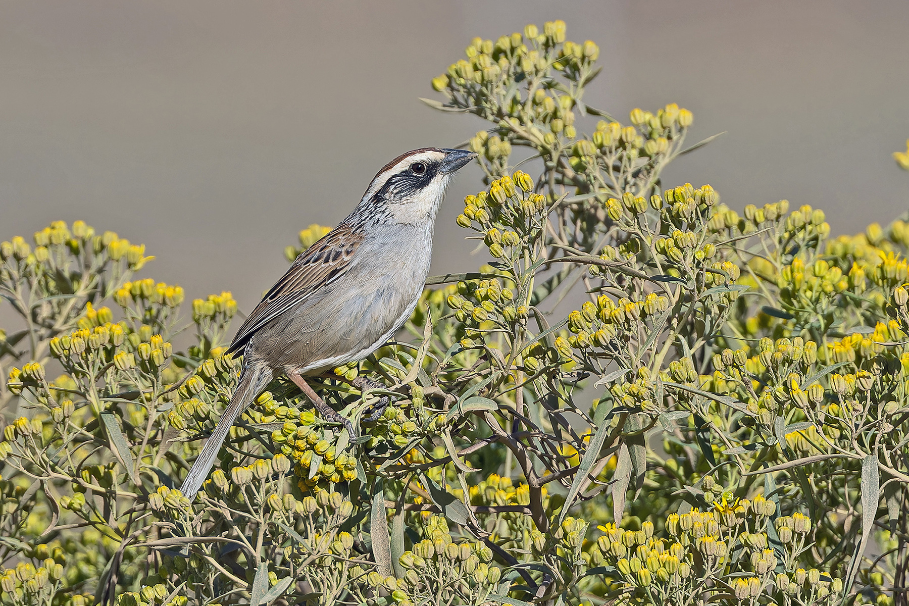 Striped Sparrow (image by Pete Morris)