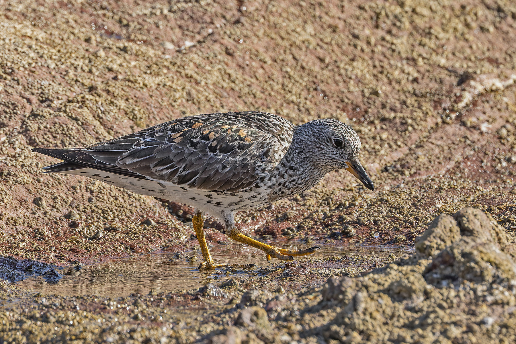 Surfbird (image by Pete Morris)