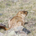 Tarbagan Marmot (image by Trevor Ellery)