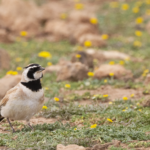 Temminck's Lark (image by Sjoerd Radstaak)