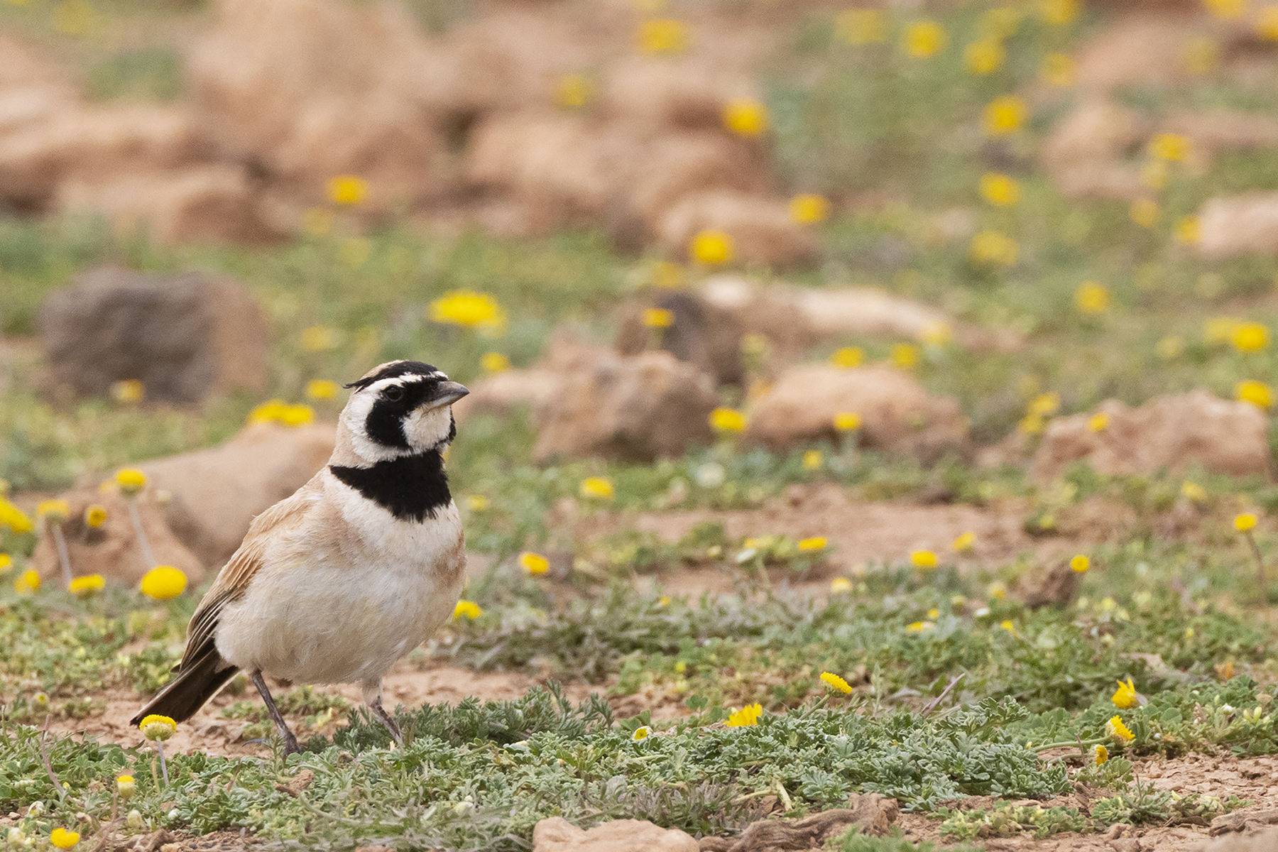 Temminck's Lark (image by Sjoerd Radstaak)