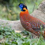 Temminck's Tragopan (image by Simon Mitchell)