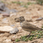 Thekla's Lark (image by Sjoerd Radstaak)