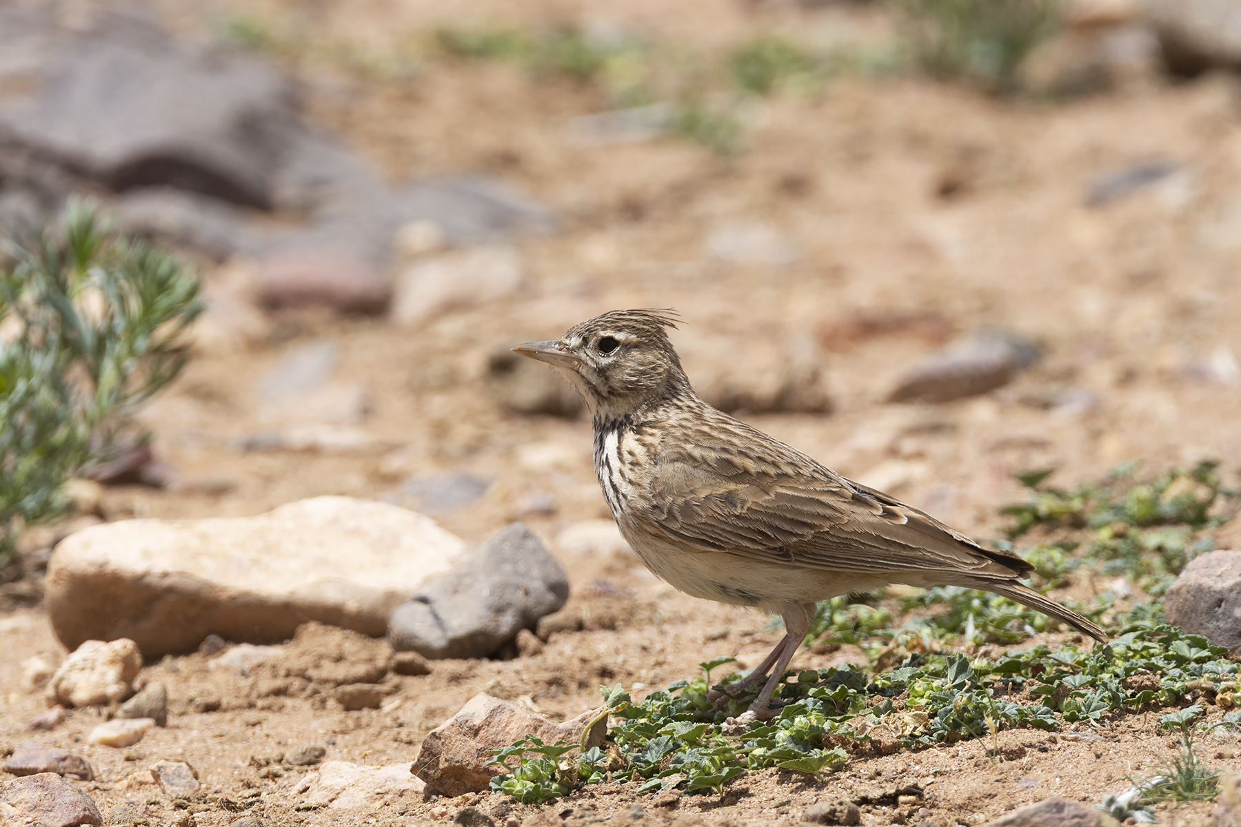 Thekla's Lark (image by Sjoerd Radstaak)