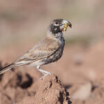 Thick Billed Lark (image by Martin Hale)