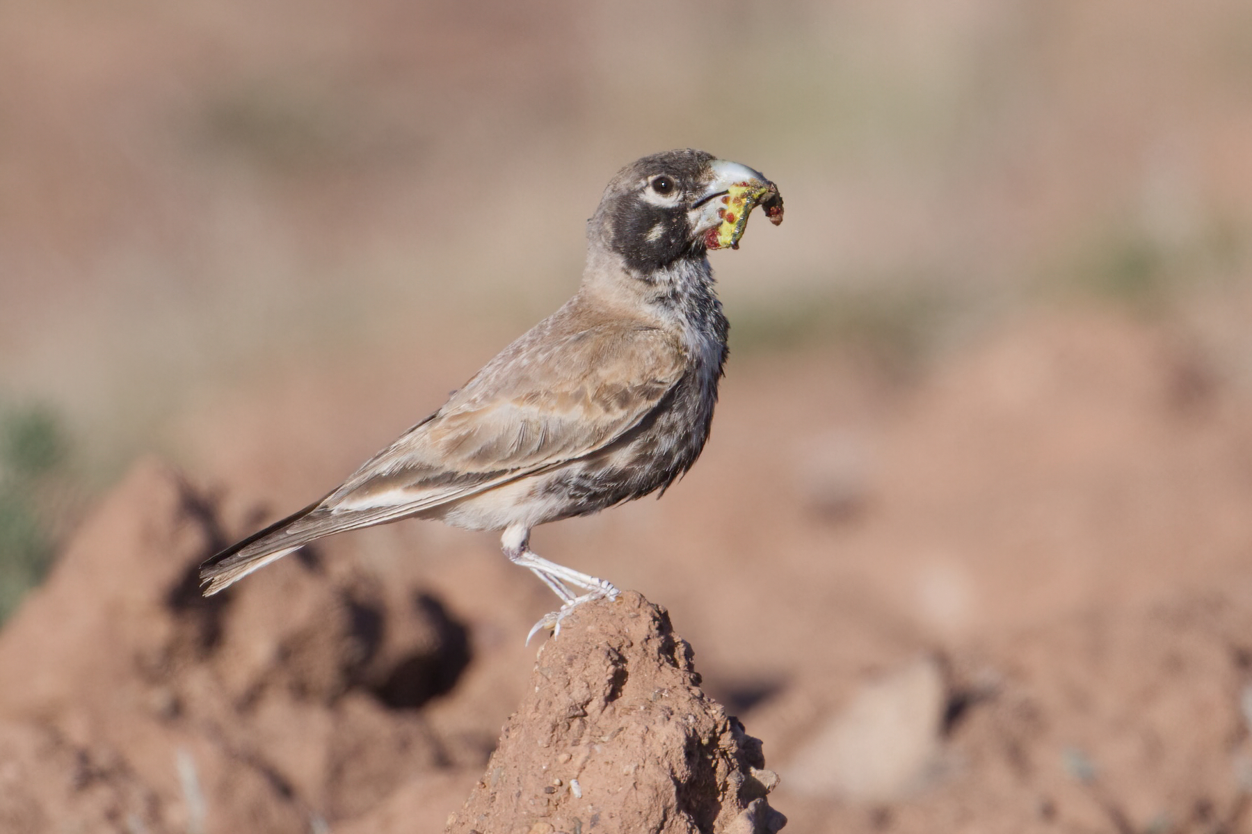 Thick Billed Lark (image by Martin Hale)