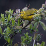 Tibetan Serin (image by Simon Mitchell)