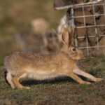 Tolai Hare (image by Trevor Ellery)
