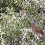 Tristram's Warbler (image by Sjoerd Radstaak)