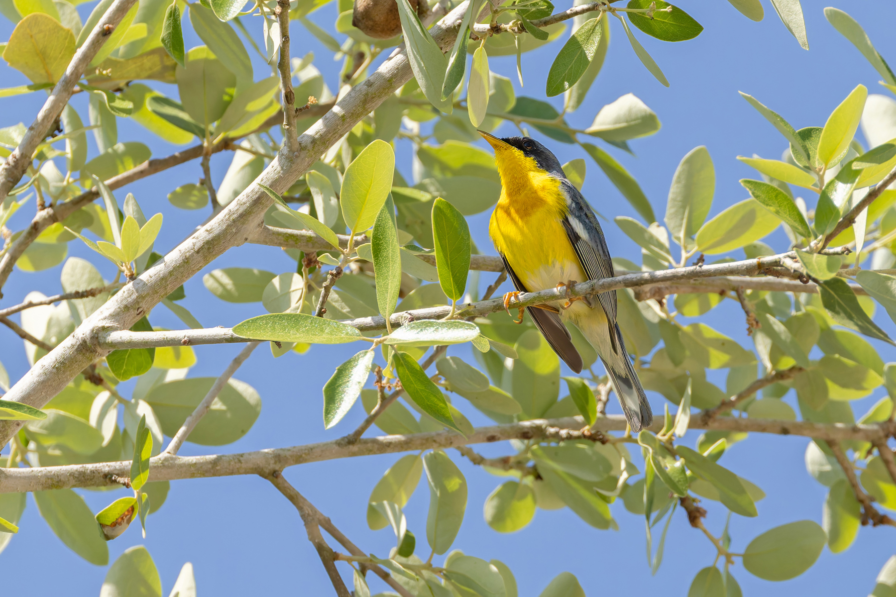 Tropical Parula (image by Mike Watson)