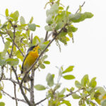 Tropical Parula (image by Mike Watson)