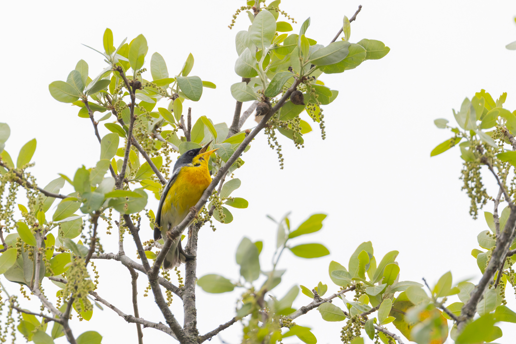 Tropical Parula (image by Mike Watson)