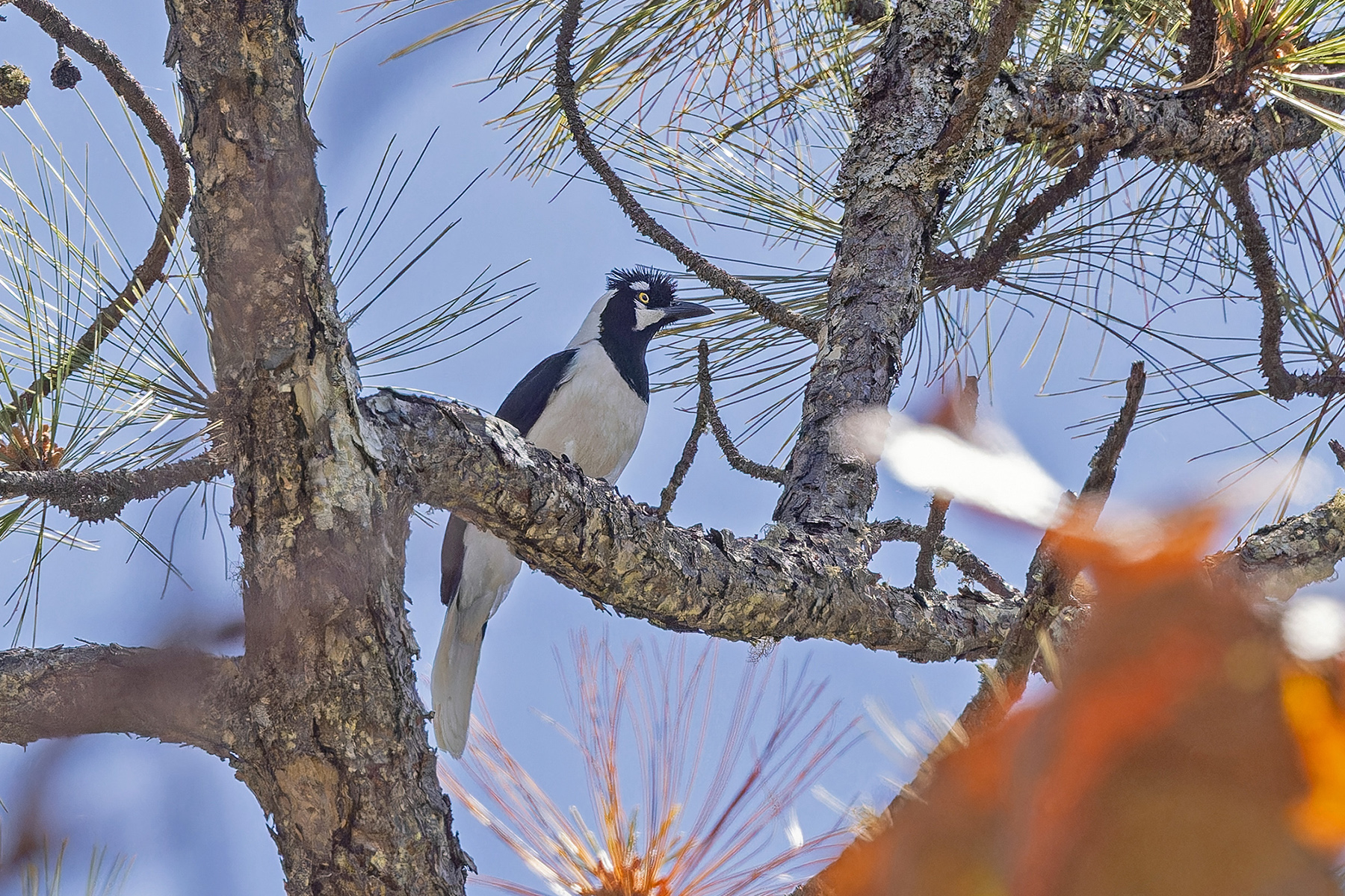 Tufted Jay (image by Pete Morris)