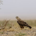 Upland Buzzard (image by Trevor Ellery)