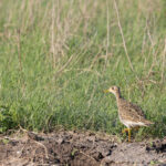 Upland Sandpiper (image by Mike Watson)