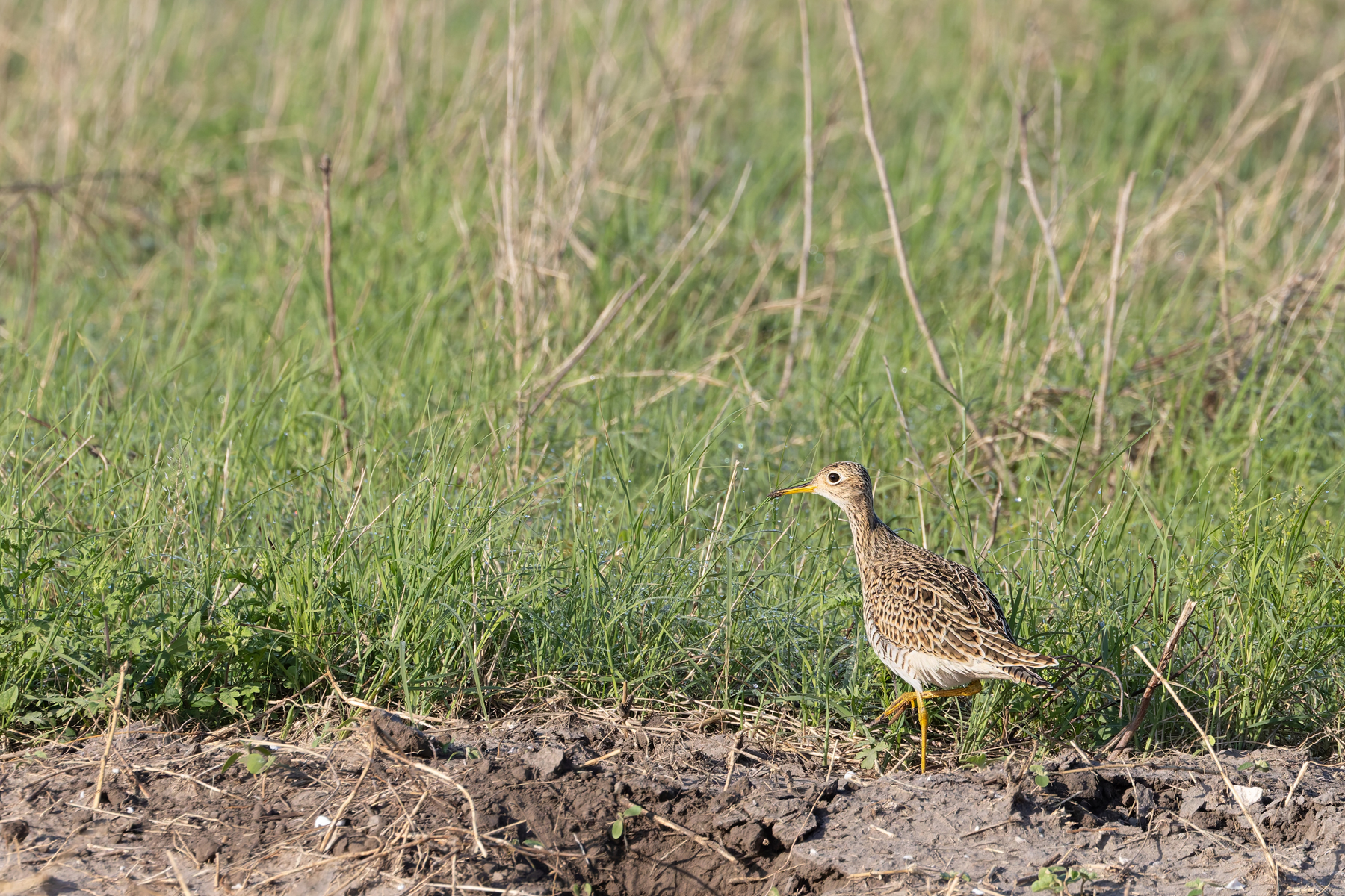 Upland Sandpiper (image by Mike Watson)